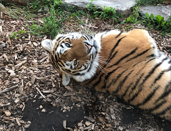 Zoo's Rare Tiger Slips and Dies