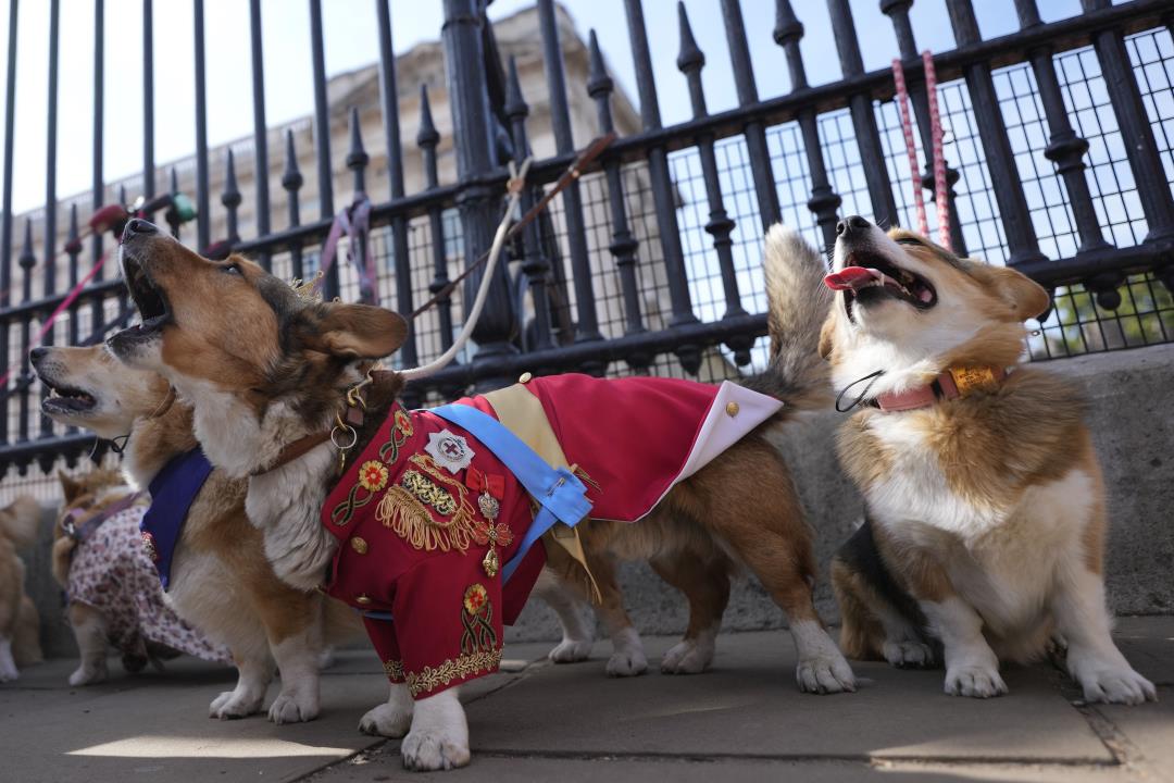 Corgis Take the Lead in Paying Tribute to the Queen