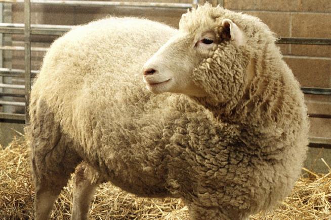 'Dolly the Sheep' Scientist Is Dead at 79