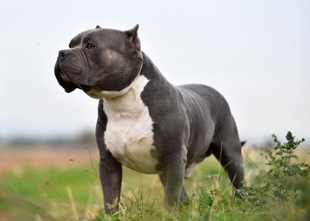 England: New laws banning XL Bully dogs laid in Parliament