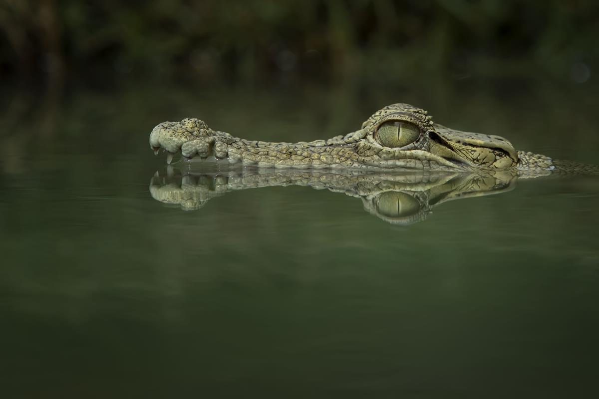Dozens of escaped crocodiles lurking in floodwaters, Chinese city warns