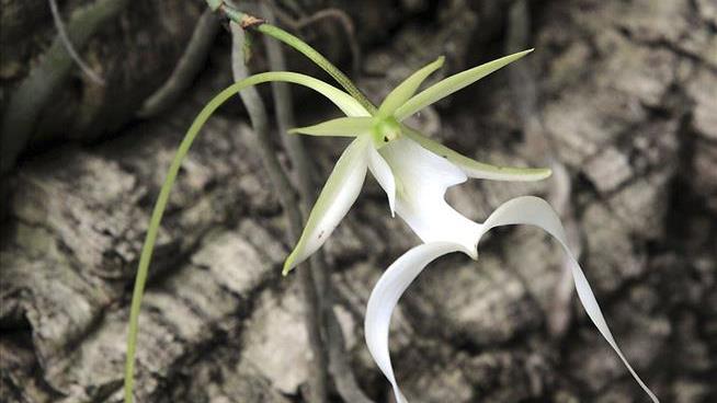 US Sued for Dragging Its Feet on Rare Ghost Orchid Decision