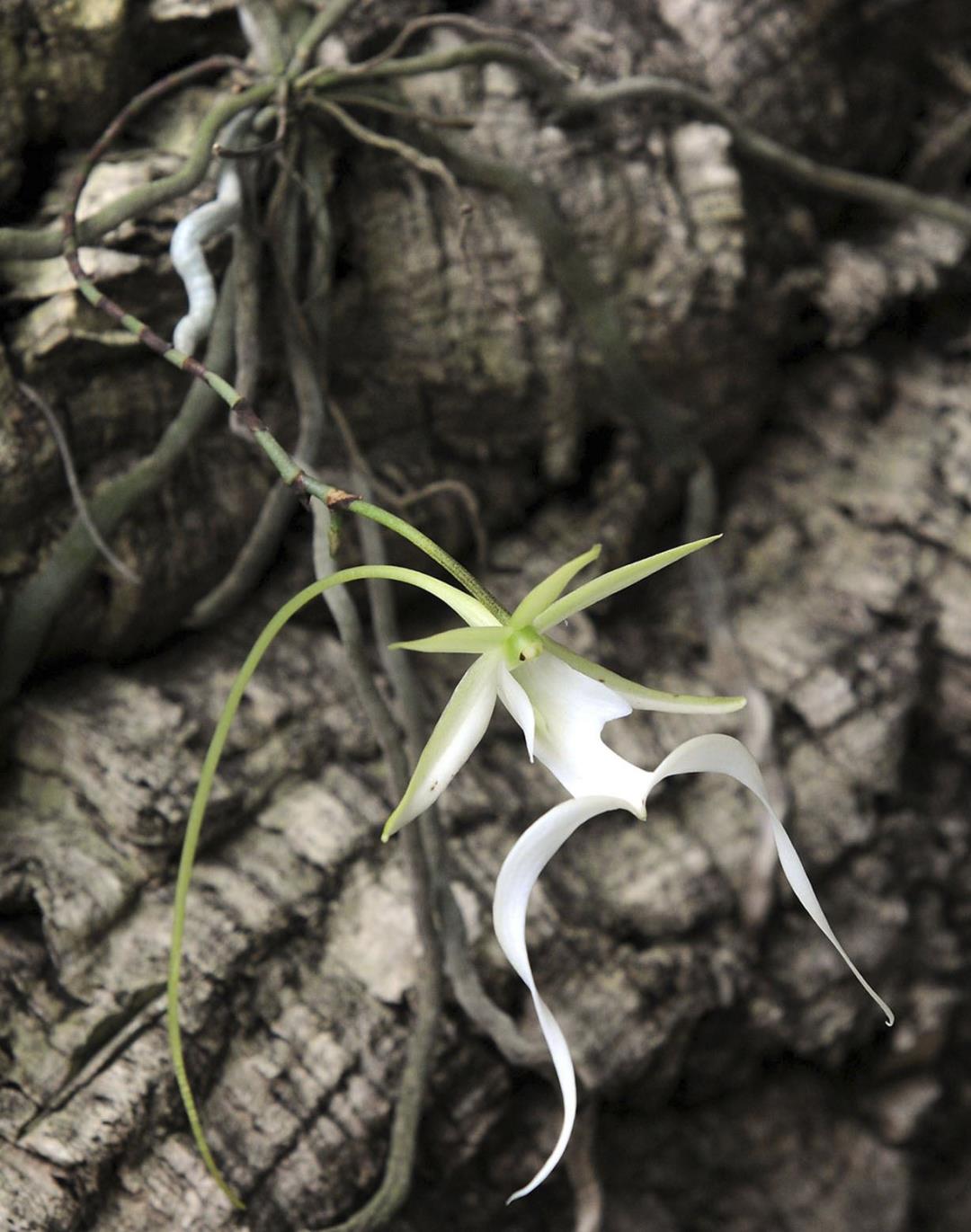 US Faces Legal Action over Delay in Making Decision on Rare Ghost Orchid Conservation