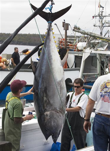 Bluefin Swim Toward Extinction