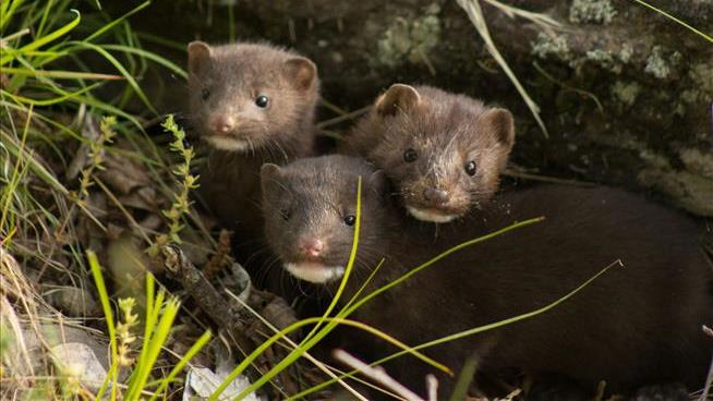 'Like Living in a Horror Film' After Minks Escape From Farm