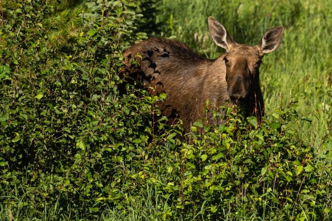Locals Warned of Aggressive Moose After Colorado Attack