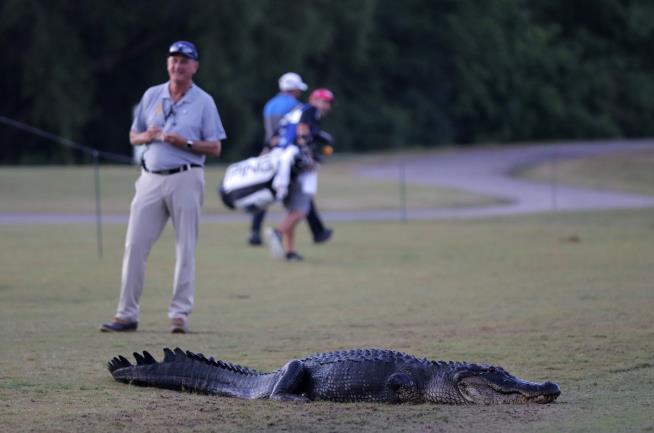 Golf Courses Are Messing With Gators' Diets