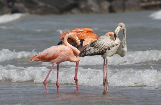 Flamingos Show Up Way North for First Time Ever