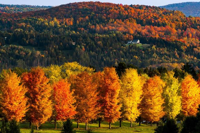 Leaf Peepers Get Themselves Banned at Fall Foliage Spot