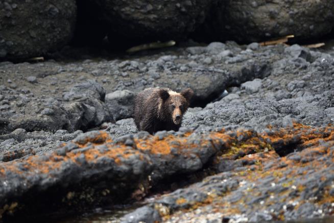 Hokkaido’s Bears Are Starving Amid Fish Shortage
