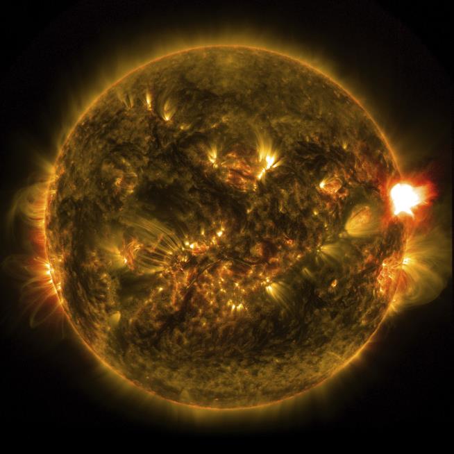 Tree Rings Reveal Biggest Solar Storm Ever