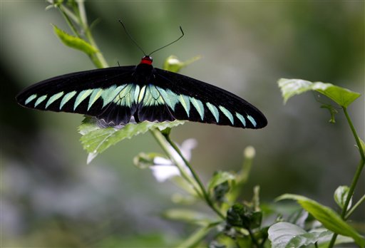 At Center of Trafficking Case: Rare Butterflies