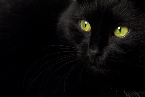 Why Kitty's Eyes Glow in the Dark