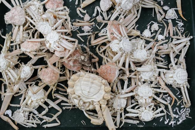 10B Alaskan Snow Crabs Vanished. We Now Know Why