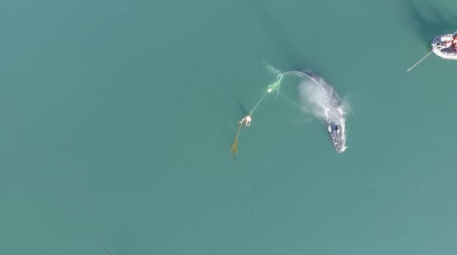 'Hog-Tied' Humpback Whale Gets a Rescue