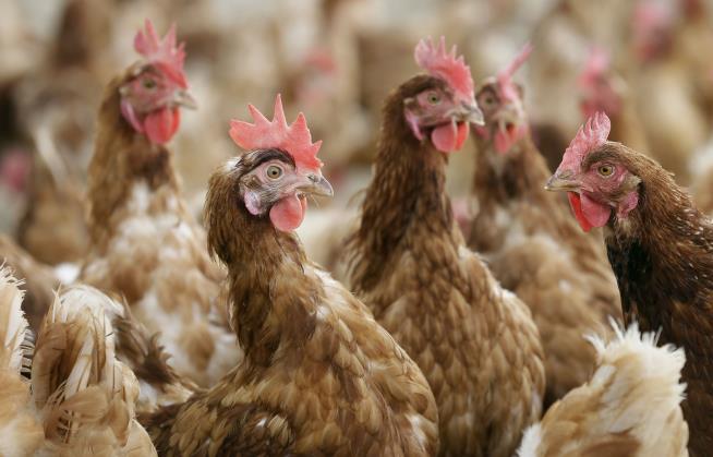 Nearly 1M Chickens to Be Slaughtered in Minnesota Due to Bird Flu