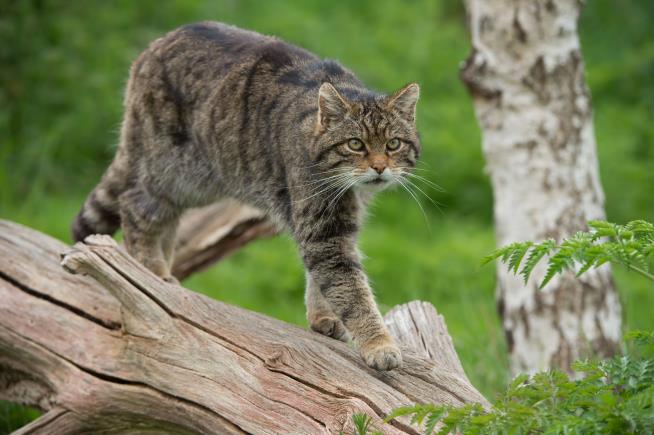 The Scottish Wildcat Is Now ... Basically Just a Cat