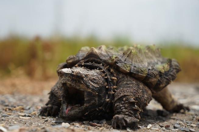 Cajun Turtles' Biggest Threat: Illegal Hunters
