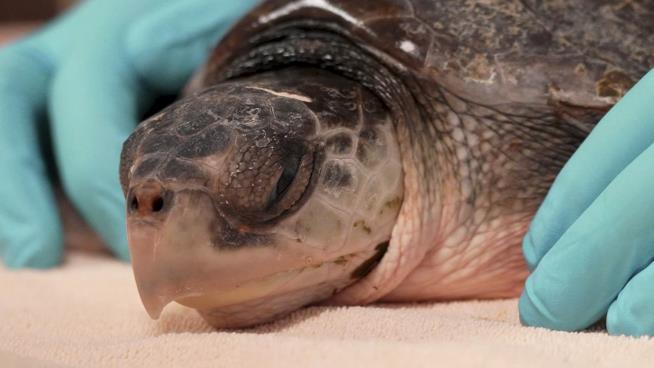 52 Sea Turtles Recovering From 'Cold Stun'