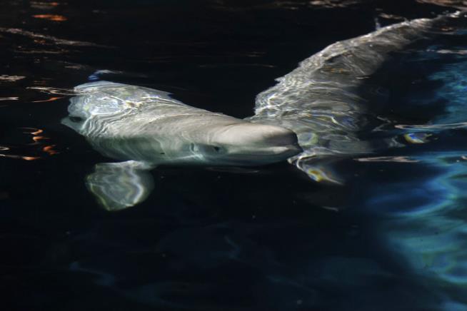 Beluga from Marineland sent to U.S. aquarium dies