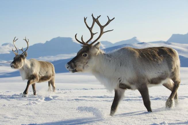 Reindeer Eyes Change Color When It's Cold