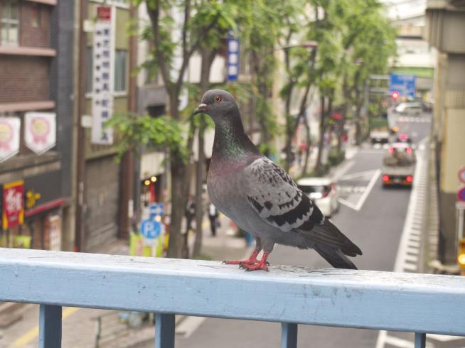 Tokyo Taxi Driver Charged With Killing Pigeon