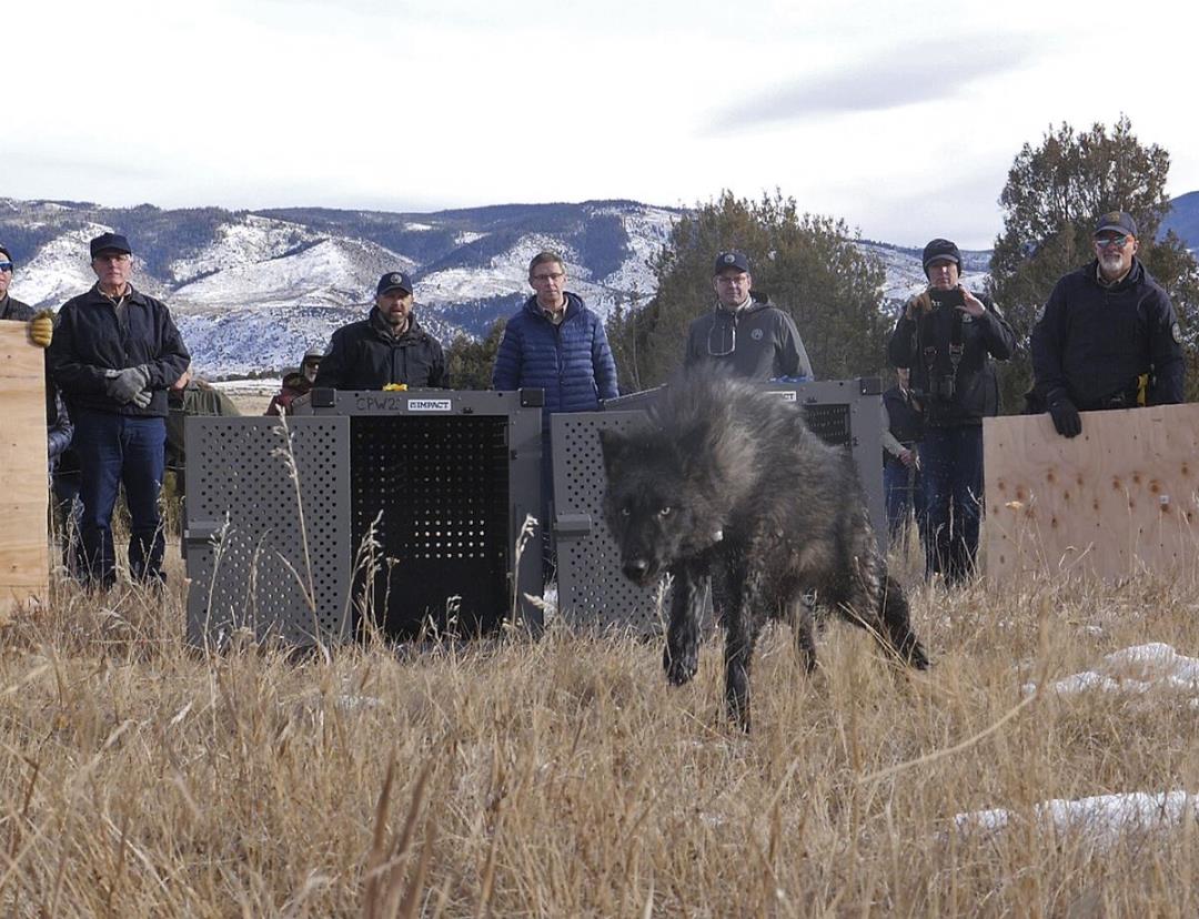 Colorado Releases Gray Wolves From Oregon