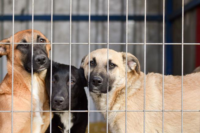This Shelter Has No More Dogs for First Time Since the '70s