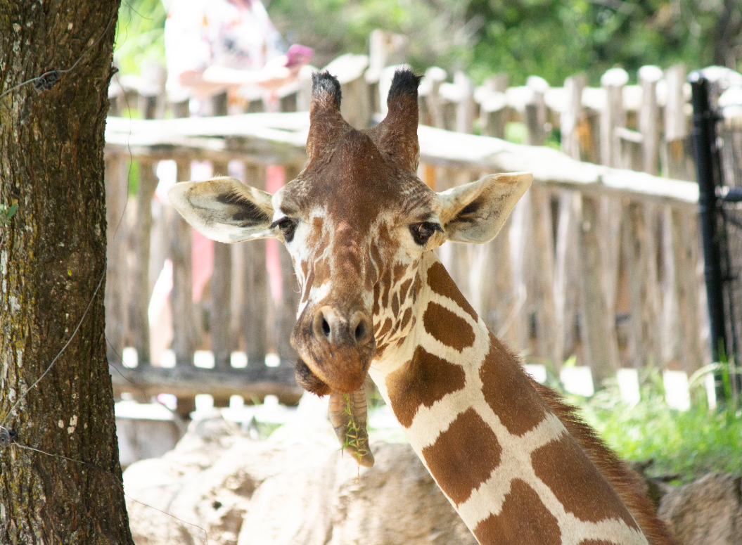 After a Giraffe’s Tumble, an ‘Incredibly Difficult Decision’