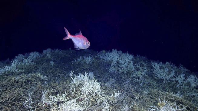 Biggest Deep Coral Reef Was 'Right Under Our Noses'