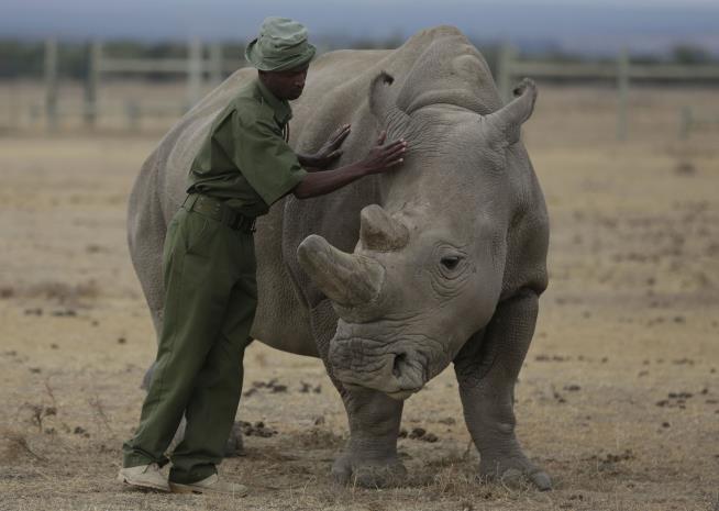 Pregnancy Offers Spark of Hope for Almost-Extinct Rhino