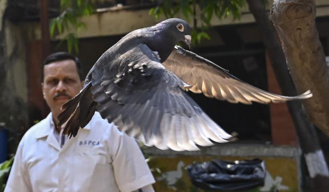 Cops Release Suspicious Bird: OK, You're Not a Spy