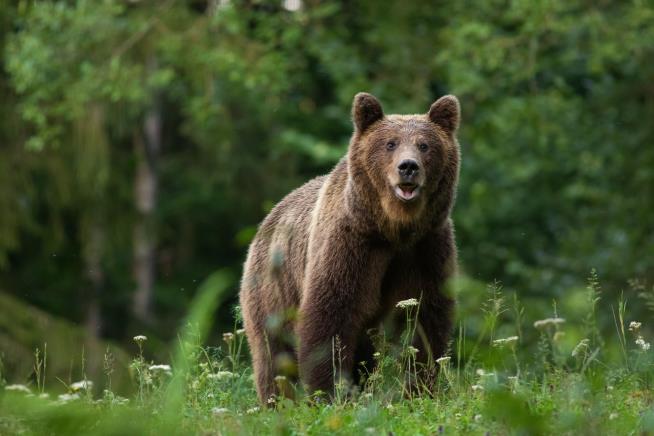 Activists Slam Culling of 'Excessively Confident' Bear
