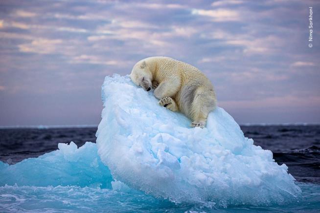 Striking Photo of Sleepy Polar Bear Wins Wildlife Award