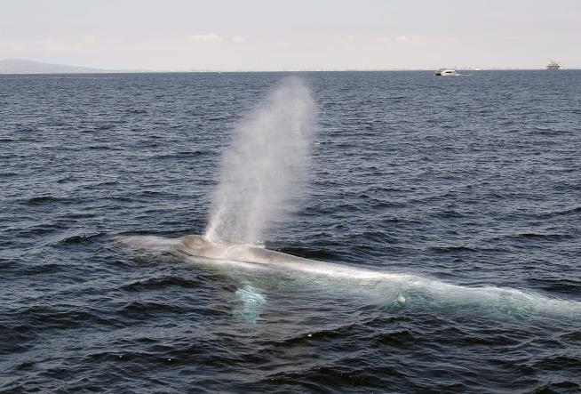 Blue Whales Carry Surprising Levels of Another Species' DNA