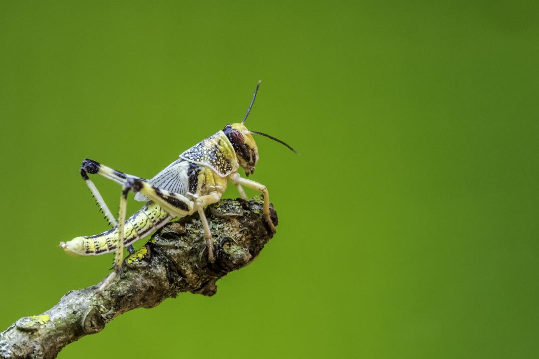 New Warning from Scientists: Climate Change Could Lead to Increase in Locusts