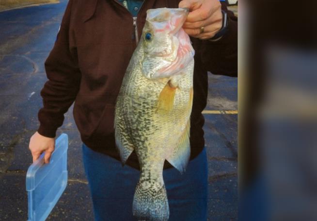 Record-Setting Fish Was Carrying Something Extra