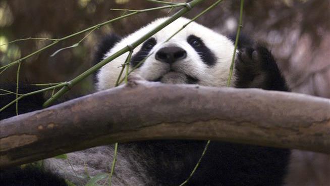 San Diego Zoo's Panda Drought Will End
