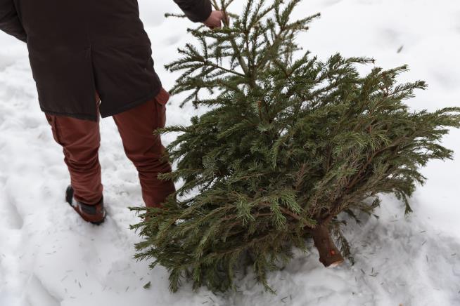 Woman Hurls Christmas Tree, Loses $825K Injury Claim