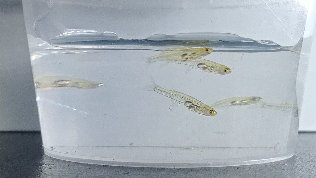 These Tiny Fish Are Loud as a Gunshot