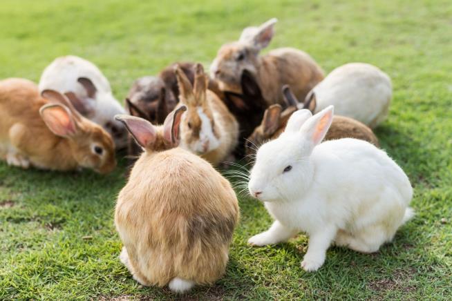 In Guy's Backyard, an Estimated 300 Rabbits
