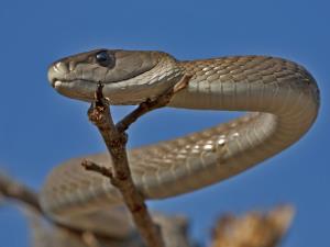 Discovery May Change Treatment of Snake Bites