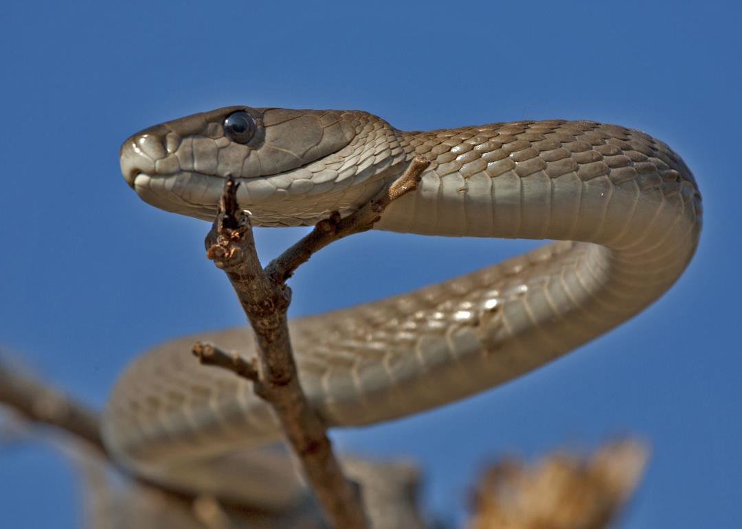 Photo of Discovery by mohol zmeniť liečbu hadieho uhryznutia