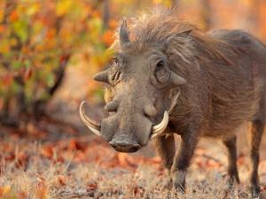 Warthog He'd Raised From Birth Turned Murderous