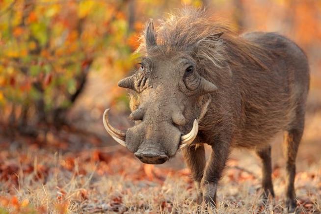 Warthog He'd Raised From Birth Turned Murderous