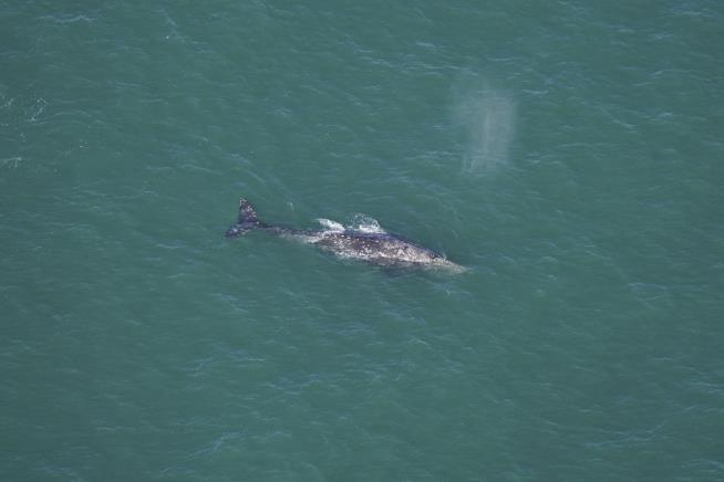 'Extinct' Gray Whale Seen Off Nantucket
