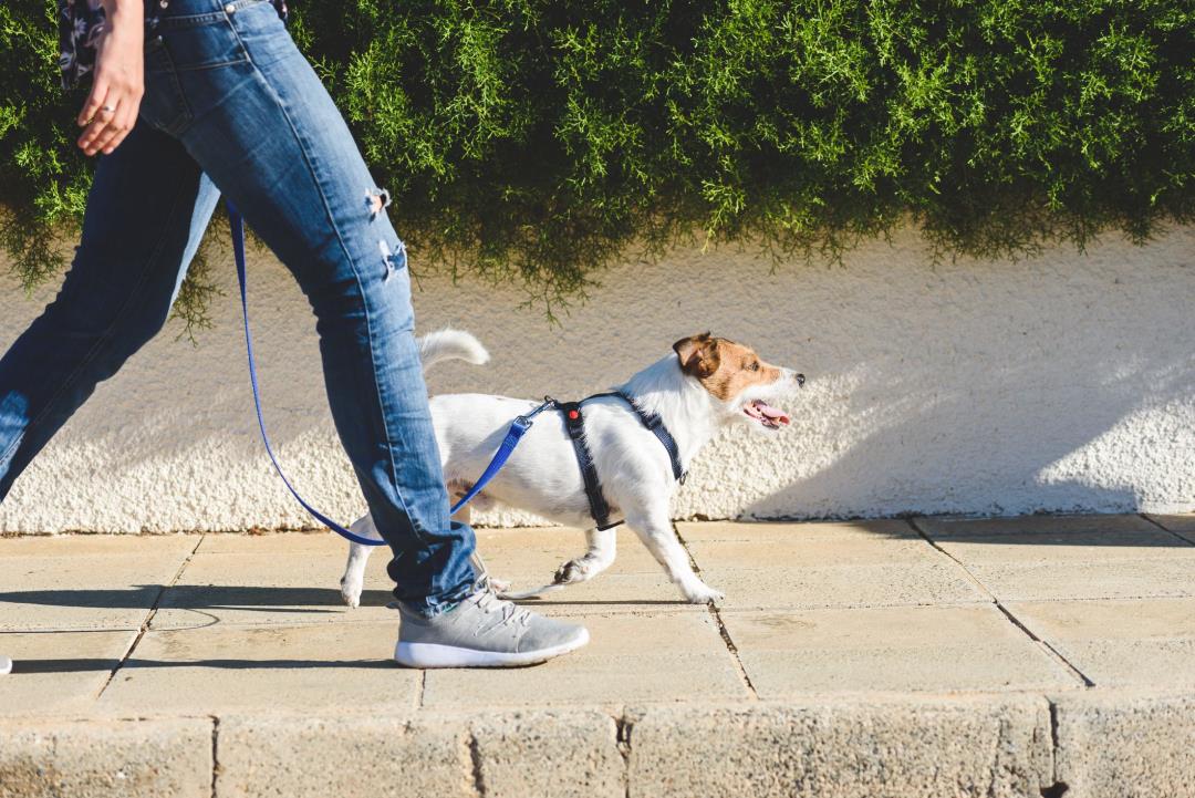 Denken Sie zweimal darüber nach, bevor Sie aufhören, mit Ihrem Hund spazieren zu gehen