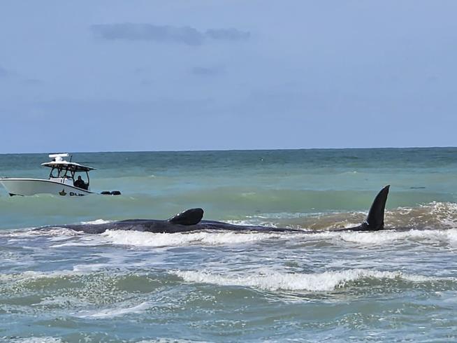 Sperm Whale Dies After Beaching on Florida Coast
