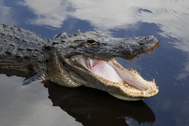Fisherman Reportedly Loses Hand to Gator