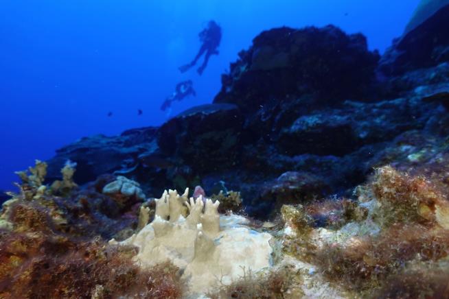 Coral Bleaching Event Could Be the Worst: Experts